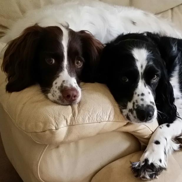 Happily retired. Love nature, especially love Springer Spaniels, Scottish wildlife photography hobbyist, heavy metal bands, and horror movies.