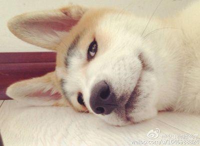 Brucezhe's profile picture. 