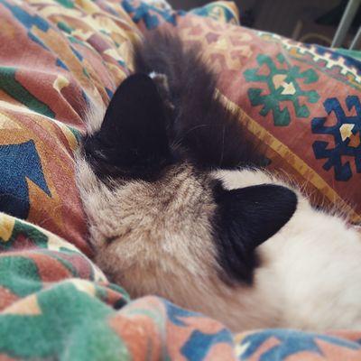 lailagues's profile picture. 