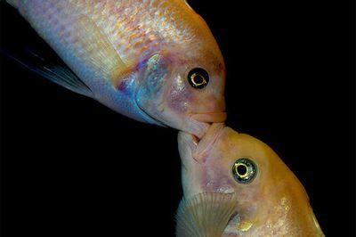 we specialise in all your fish and bird needs open till late daily fb aqua dreams page please like whatsapp or call 0785807490 bbm 530E2737 based in mayfair jhb