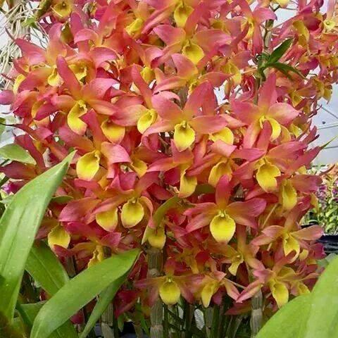 CsJayasingha's profile picture. 