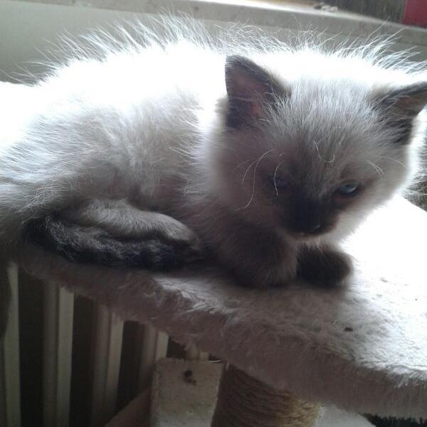 HASUS14's profile picture. 