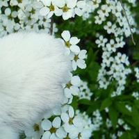 ヤエ (@yae_chiro) 's Twitter Profile