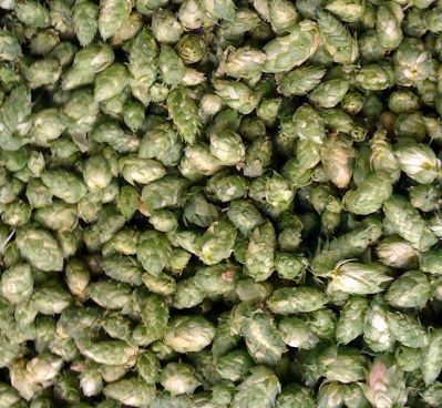 organichops's profile picture. American Organic Hop Grower Association. Support the use of organic hops in organic beer!