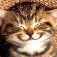 Purrrlayan Kedi (@purlayankedi) Twitter profile photo