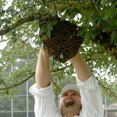 #Beekeepers dedicated to saving the pollinator population We safely Relocate Hives #Swarms & Solitary #bees (805)701-9669 https://t.co/G57ibgZ7la