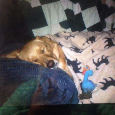 sandystrayer's profile picture. 