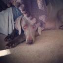 Robert Chambers - @RchambersRobert - Twitter