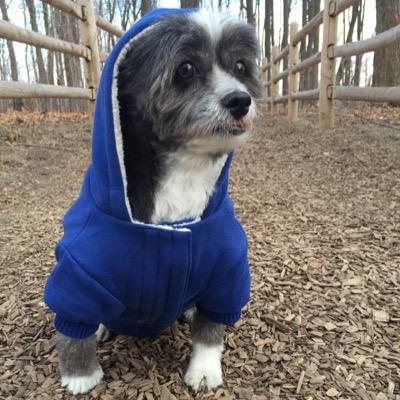 If you don't know me. Then say hi! I'm Eli a Papi-Shih (Half Papillion-Half Shih-Tzu). The Dog Gorgon. That means I'm the King around here! IG:CUTE.ELI