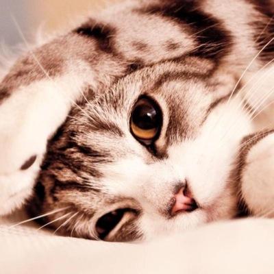 doeadra's profile picture. どうぞどうぞ