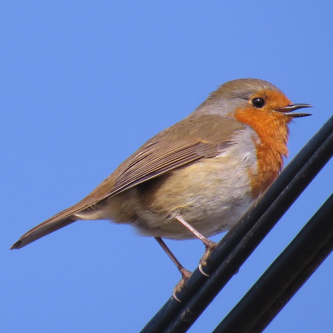 Redcar birder mostly covering the South Gare to Saltburn coast.