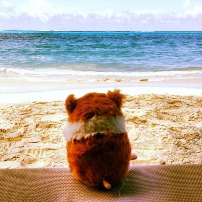 hamstertravels's profile picture. Follow me as I travel the world. The most interesting Hamster in the World.
