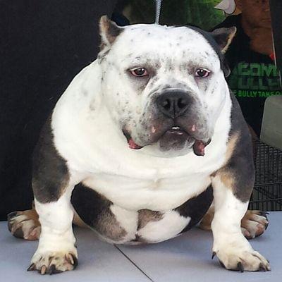 Atomic Bullyz