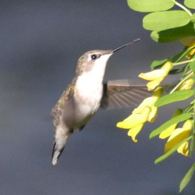 tweeterlea's profile picture. 