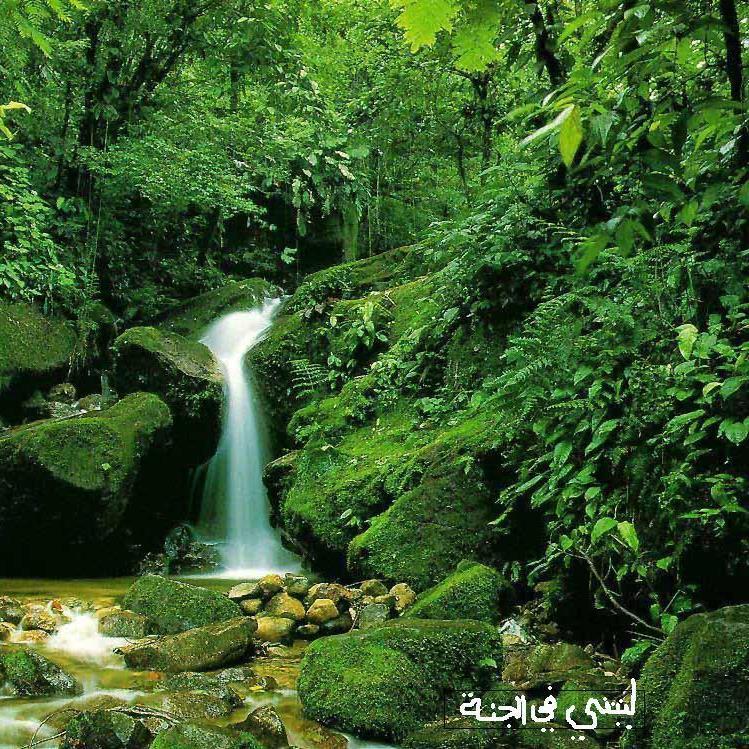 d14091381's profile picture. سبحان الله وبحمده سبحان الله العظيم