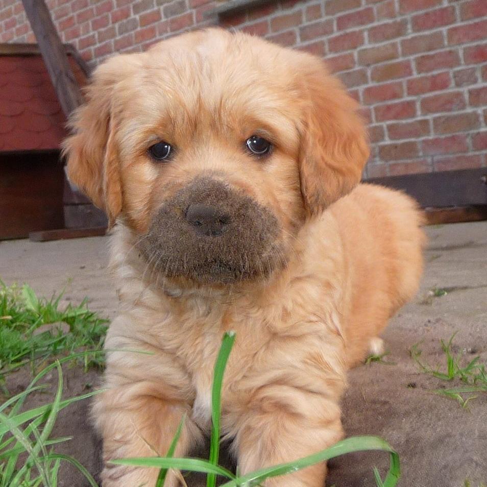 ThermalGeist's profile picture. hi, german guy here