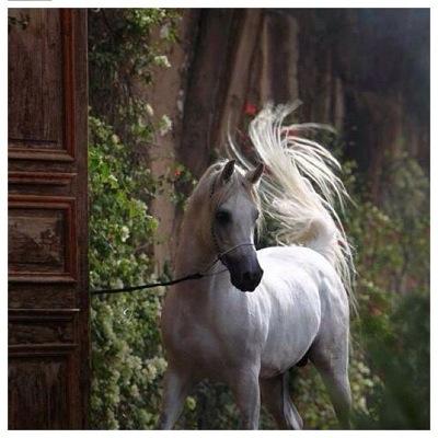 ربي أوزعني أن أشكر نعمتك التي أنعمت عليّ وعلى والدّي وأن أعمل صالحاً ترضاه ..