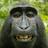 bodomitmbagger's profile image