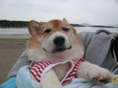 LifeWelshcorgi's profile picture. 