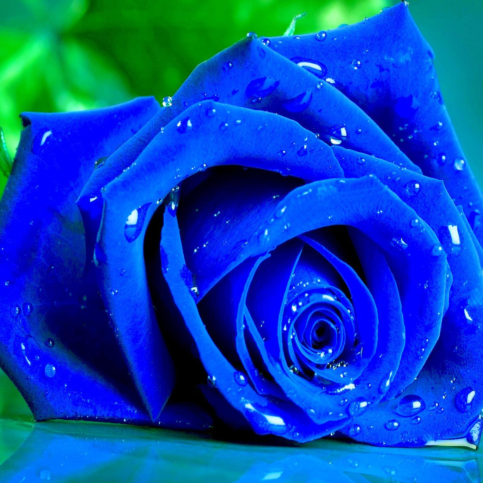 Mighty_Paije's profile picture. A small town girl, with overinflated dreams...