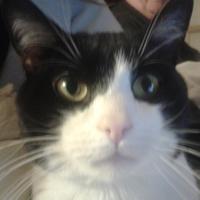 ivan (@ahegon99) 's Twitter Profile