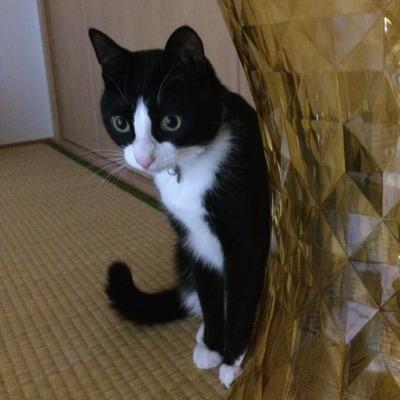 jyagamegane Profile Picture