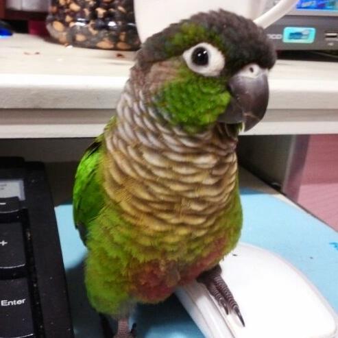 coding_bird's profile picture. 