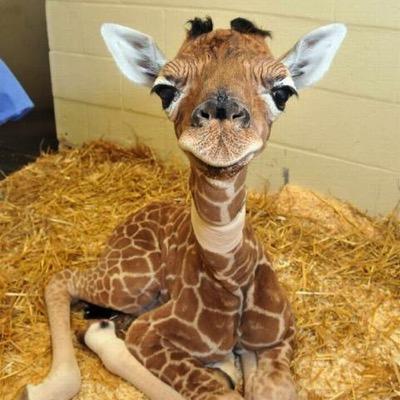 *Giraffe Noises* {Female Giraffe only 3 yesrs old owners are @FuckinMusicBox @Night_Watch2}