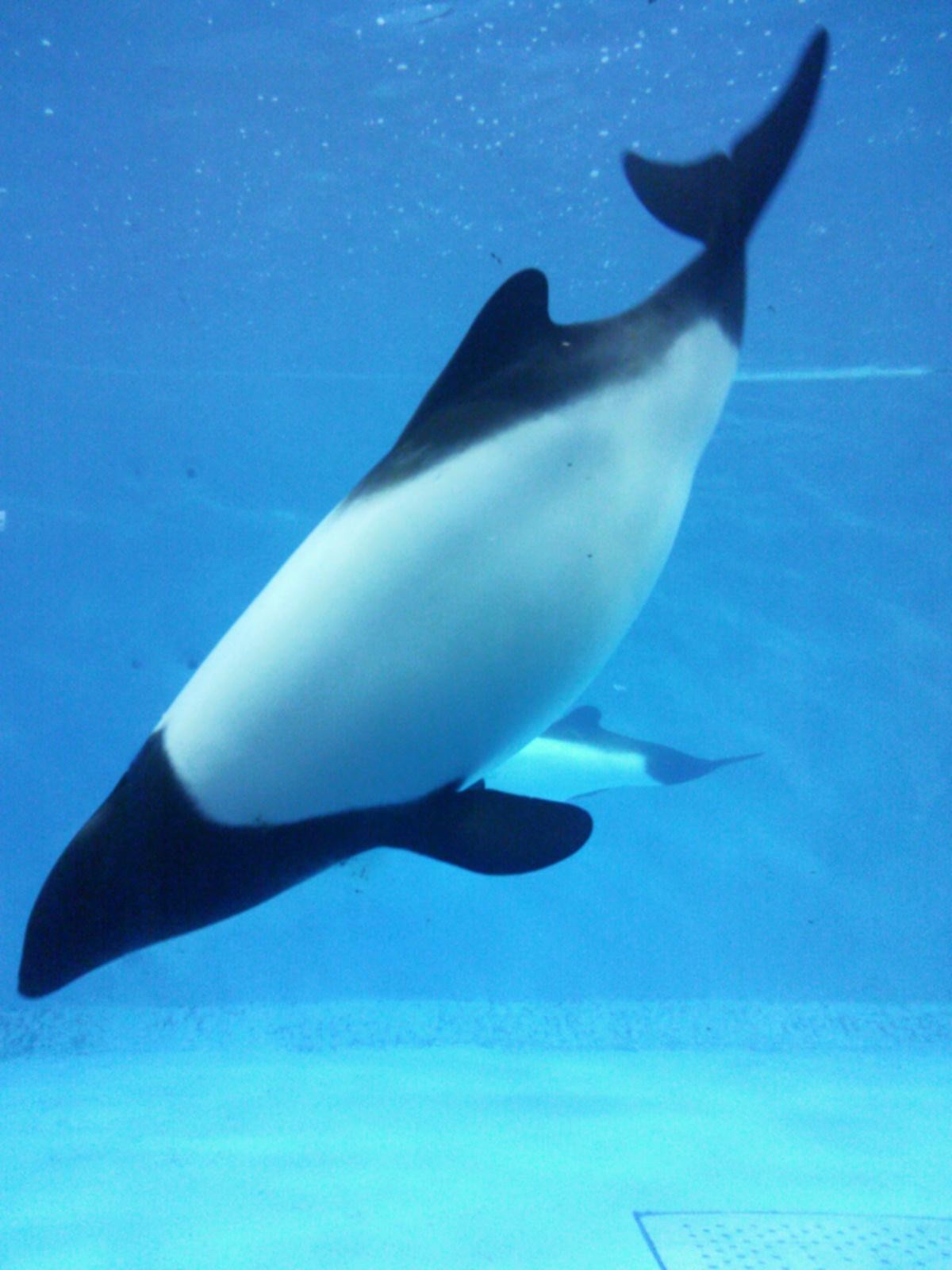 springcolor18's profile picture. 超がつくほどの野球好き、音楽も聞くし読書もするよ/色々遊びに行きたいよ/やちみま！/ぴよ/ちぴ