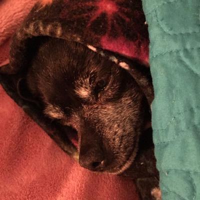 MiaLukeFarahMik's profile picture. The Klem Gang consists of Luke (Father), Mia (Mother), Miko (son) and Farrah (Luke's sister).  The tweets are the daily observations of this lil' dog family.