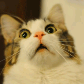 marucosu1919's profile picture. にゃーん