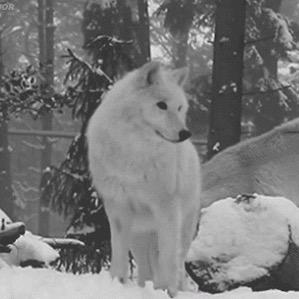 Daughter of a wolf and husky :a mom of three. Mate who i love @DarkShadowKings . Bro: @Kaltag_SledDog (RP) #BaltoRP (ShapeShifter)