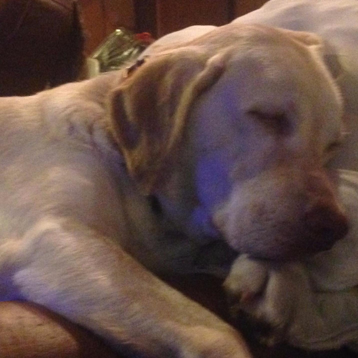 cantonlu's profile picture. 