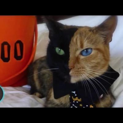 NeverMiss_1234's profile picture. 