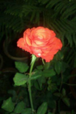 chib1234chib's profile picture. 