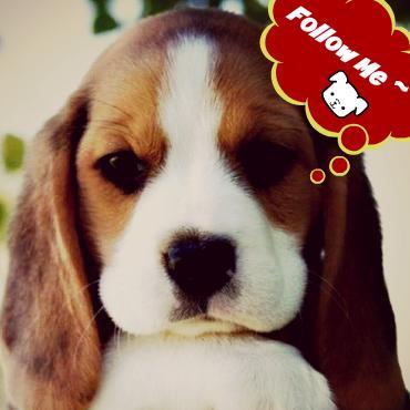 beagle_beagles's profile picture. super energetic ! rock beagles!