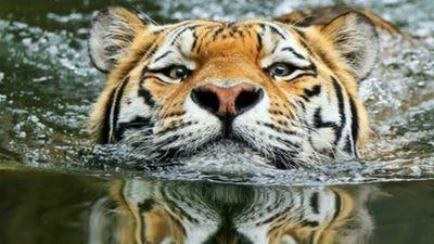 goodbyecya's profile picture. 