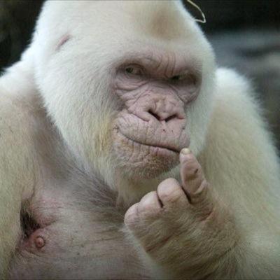 chimneyache's profile picture. welcome to my humble abode