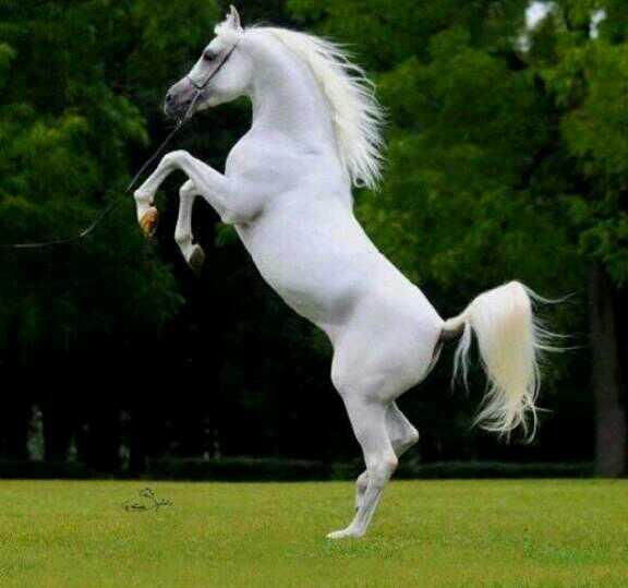 ‏‏لاشيء يمنحني الحياة الا يقيني باأنك معي يالله تراني .. تسمعني .. تحفظني .. تطعمني .. تسقيني .. تأويني .. وتدبر أمري .. وأنت يالله تكفيني ♡