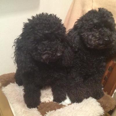 魔法使いと黒猫のウィズやってます！
ウィズ関係なくフォローする時もあります！