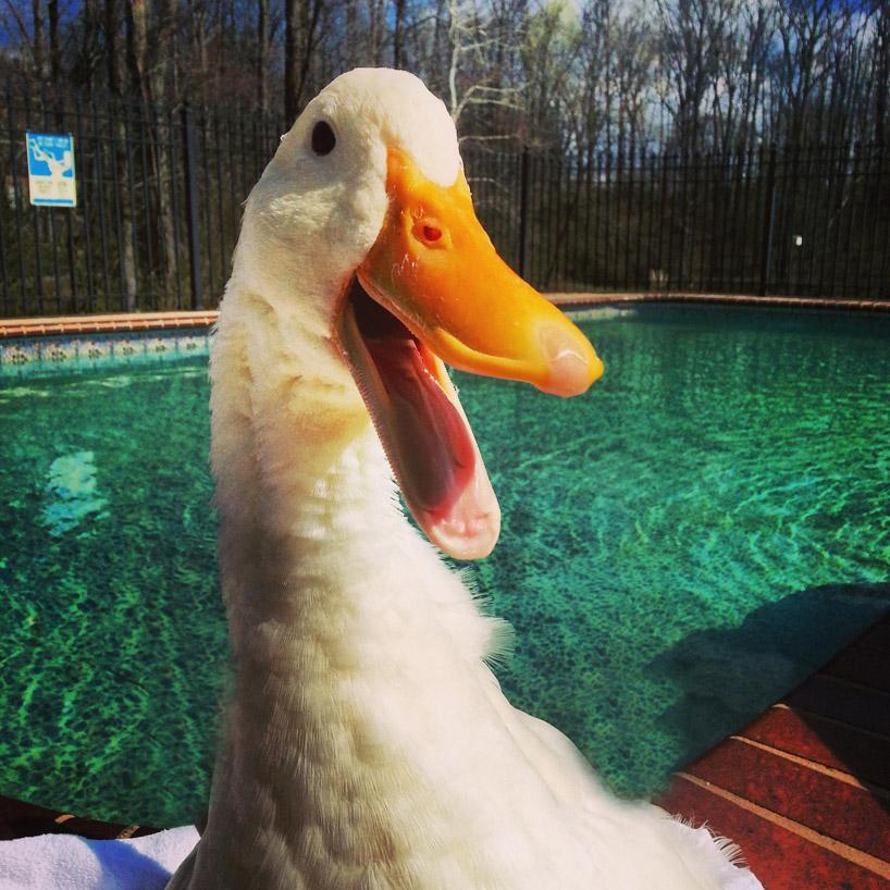 Quacker_MooMoo's profile picture. Hi there we are a Youtube channel you may like, we mess around, we game and we vlog if you like any of those thing please like our 3 youtube channels