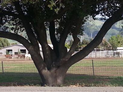 ackguan's profile picture. Food • Drinks • Sun • ♡ • 🐶