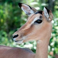 Gillie (@havardswallow) Twitter profile photo