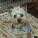 bob baden - @robertbaden49 - Twitter