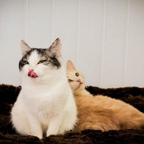 NPZashita_TLT's profile picture. ЧИТАЙТЕ НАС! ВЫ НАМ НУЖНЫ!!!  Группа помощи животным г. Тольятти   Телефон для связи 49-30-09 По Кошкам;  63-23-96 по Собакам