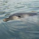 Helen Barratt 💧 🐦 🫐 🐝 🍀 🐬 🌸 🐝 🍃 🐨🌳 💦 - @hellbrat - Twitter