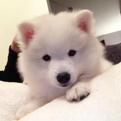 I'm a beautiful Japanese Spitz boy who runs the house that my mummy & daddy live in. I like toys & treats and having my tummy rubbed! I'm also a big BWFC fan!