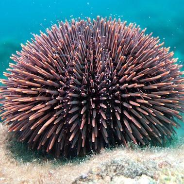 erizoflopi's profile picture. Erizo de mar muy orgullosa de mi familia.Verano 2013. Quedate con quien te aguante en 2 de Bachillerato.¡¡¡¡¡Mis chicas guapas!!!!!