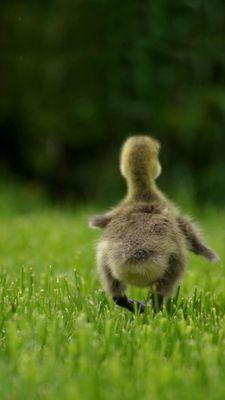 tantriniko's profile picture. 