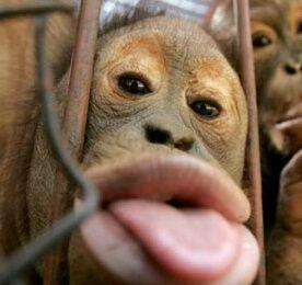 ASanguineOok's profile picture. Likes, Classical music, irony, wordplay (unusual for an arboreal ape) MCFC & bananas! Can't abide self absorbed, moronic or heartless & will throw things!